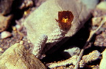 Pterocactus cf megliolii